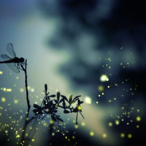 Мълчаливият наблюдател