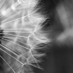 Монохромно макро глухарче