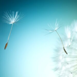 Глухарчета в безкрая