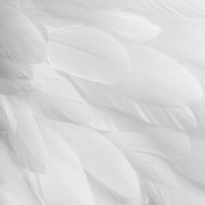 Перата на хармонията