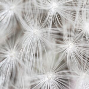 Хармония на глухарчето