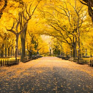 Сентръл парк в Ню Йорк с есенни дървета и алея с листа.