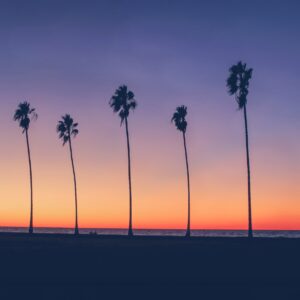 palm trees at sunset by the sea
