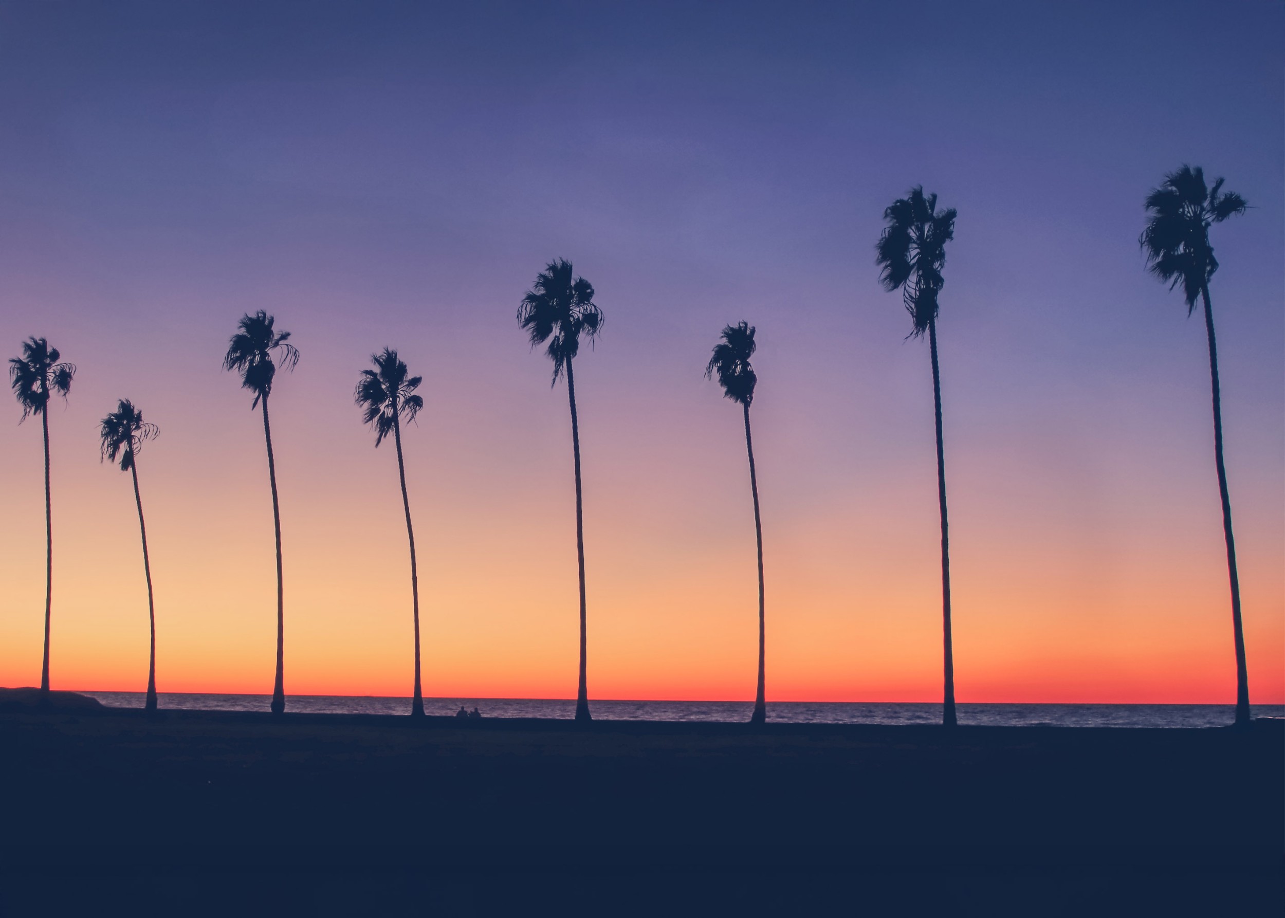 palm trees at sunset by the sea