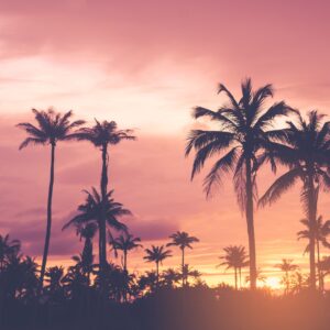 Палми на фона на драматичен залез с розово и лилаво небе