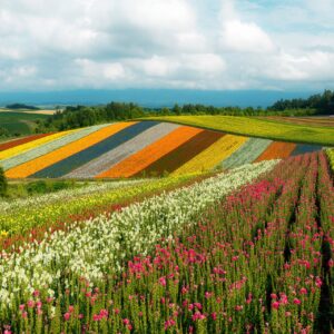 Пъстра поляна с редици от цветя