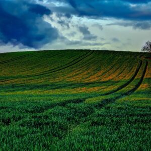 Зелен хълм с дърво под облачно небе.