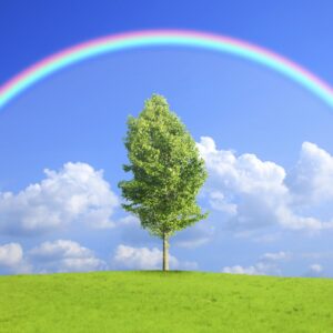Самотно дърво и дъга в ясно небе.