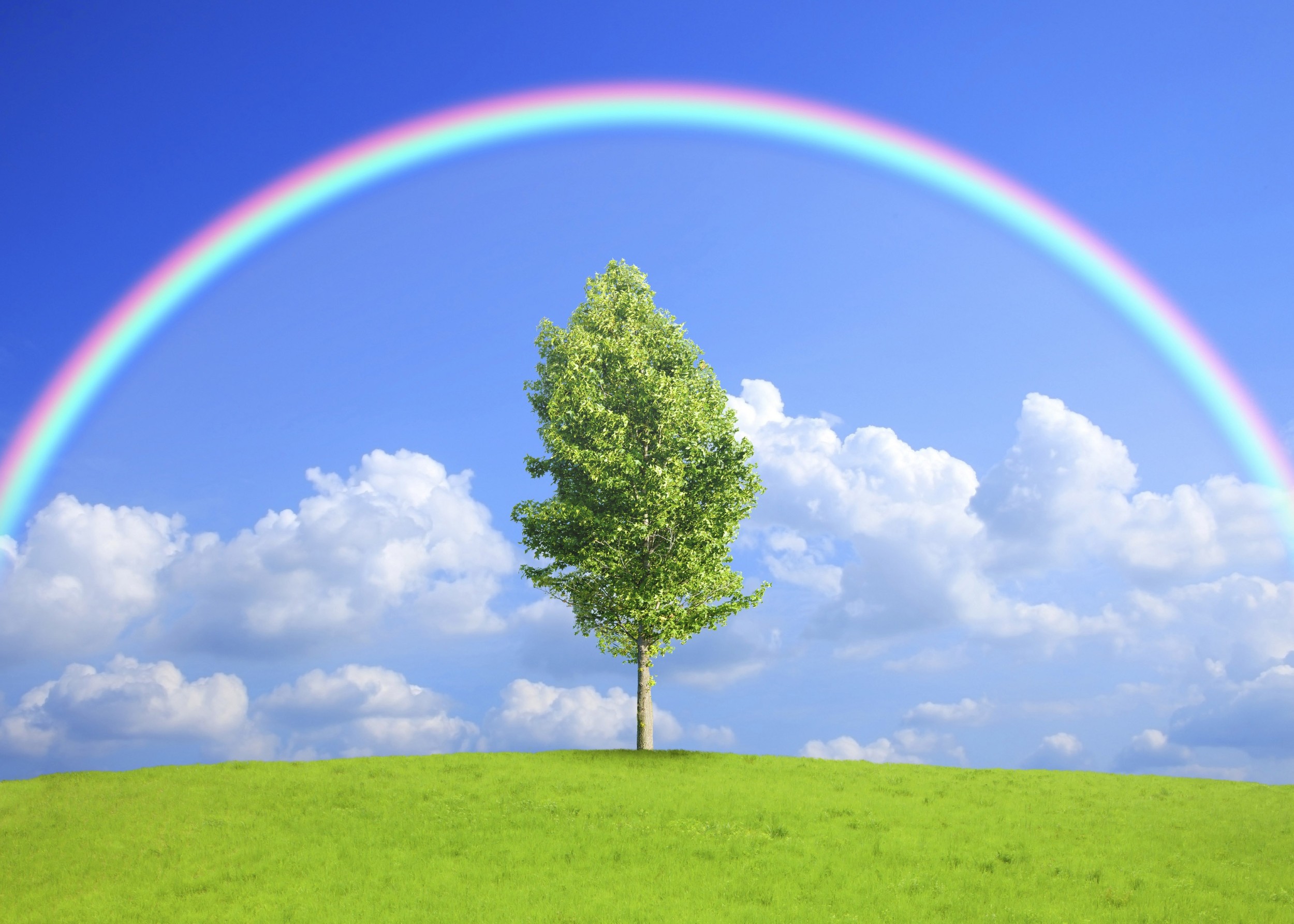 Самотно дърво и дъга в ясно небе.