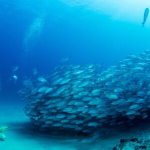Водолаз и пасаж риби в океана.
