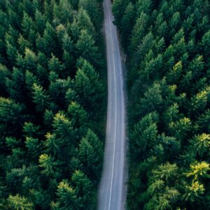 Въздушна снимка на път през борова гора.