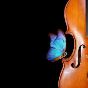 Синя пеперуда върху цигулка на черен фон