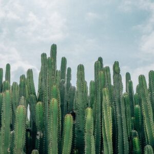 Високи кактуси под облачно небе