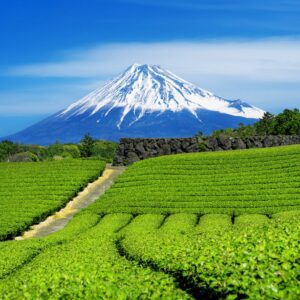 Чаени плантации с връх Фуджи на заден план