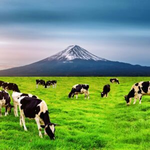 Крави на зелено пасище с връх Фуджи зад тях