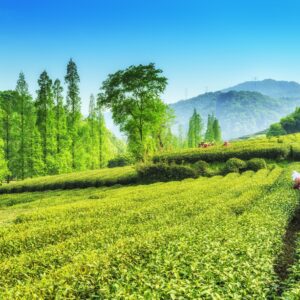 Чаени полета с работници в планината