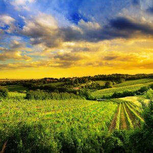 Лозови масиви при залез със златисто небе