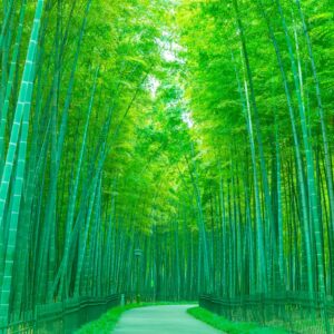 Пътека през висока бамбукова гора