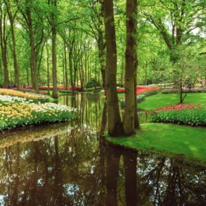 Градина с лалета и езеро, отразяващо дърветата