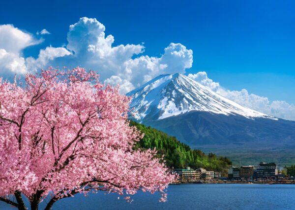 Mount Fuji with blooming sakura tree in spring.