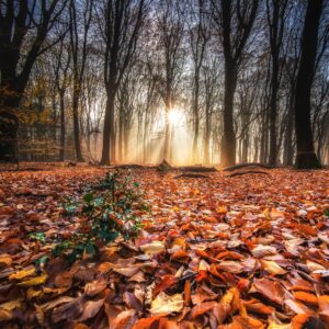 Есенна гора с листа и слънчева светлина