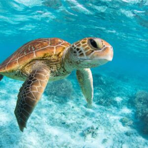 Подводна снимка на морска костенурка