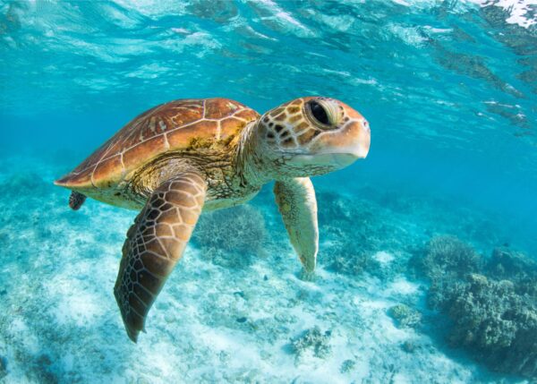 Подводна снимка на морска костенурка