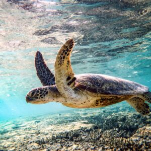 Снимка на морска костенурка, плуваща под вода