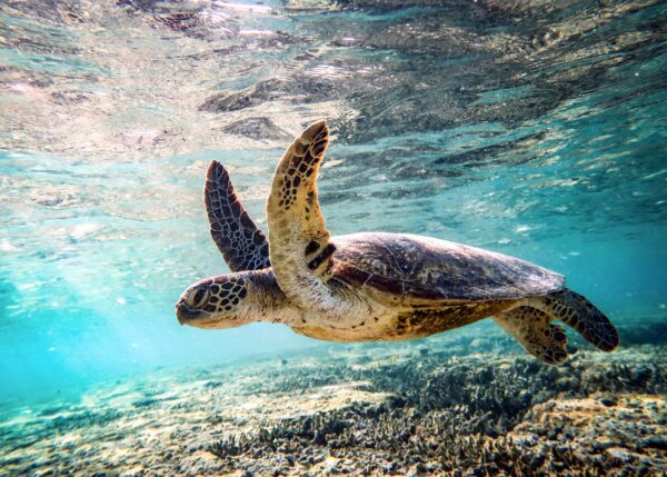 Снимка на морска костенурка, плуваща под вода