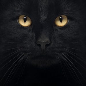 Черна котка със златни очи