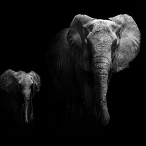 Два слона в тъмнината, майка и малко