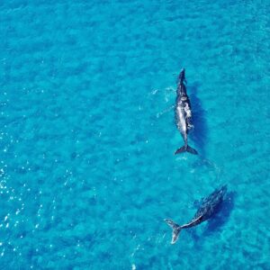Два кита плуват в кристално синя вода