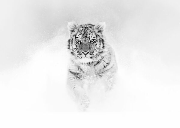Тигър тича в сняг, черно-бяла фотография