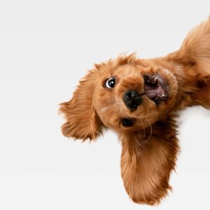 Игриво куче с рижав цвят на бял фон