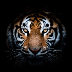 Тигър с ярки очи в тъмнина