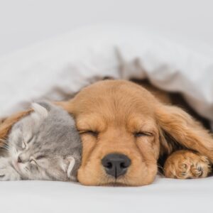 Коте и куче спят заедно под бяло одеяло