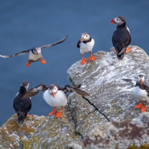Група морски папагали върху скали край океана