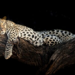 Див леопард лежи върху дърво в тъмна среда
