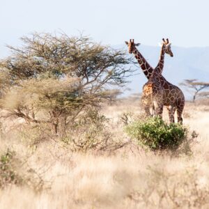 Две жирафчета в саваната сред дървета