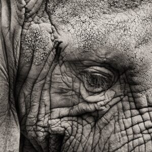 Слонски детайл