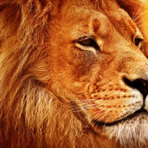 Лъв в профил на фона на оранжев залез