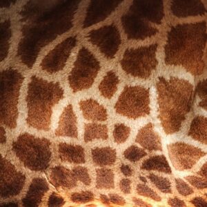 Шарка на козината на жираф в близък план