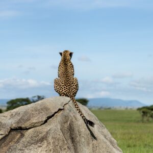Гепард седи върху скала и гледа саваната