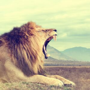 Лъв се прозява в саваната с планини на заден фон