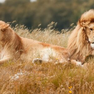 Лъв и лъвица почиват заедно сред тревите