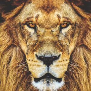 Портрет на лъв със златиста грива и силен поглед
