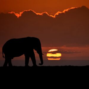 Силует на слон при драматичен залез
