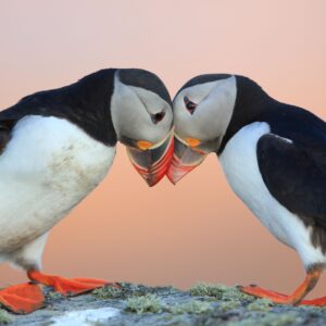 Два пуфина докосват клюнове на мек фон