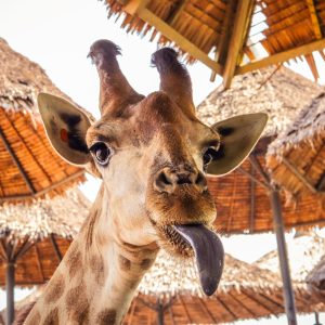 Забавен жираф