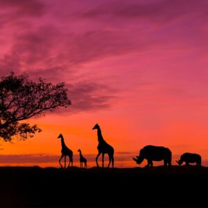 Силуети на животни и дървета при залез